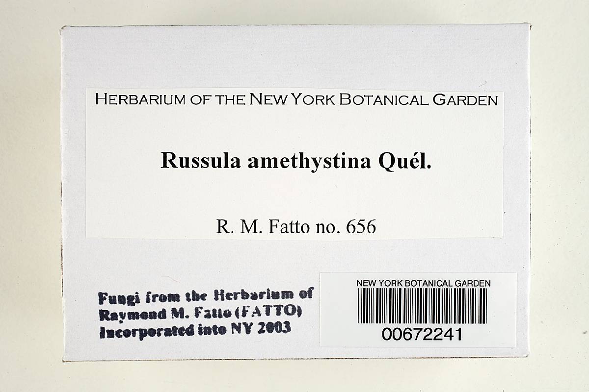 Russula amethystina image