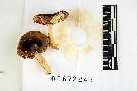 Russula abietina image