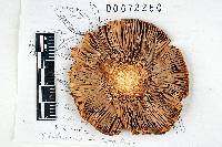 Russula aeruginea image