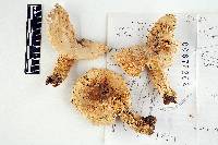 Russula albidicremea image