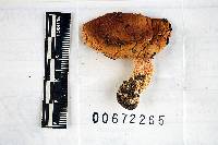 Russula avellaneiceps image