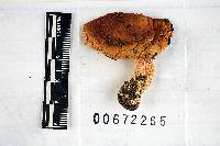 Russula avellaneiceps image