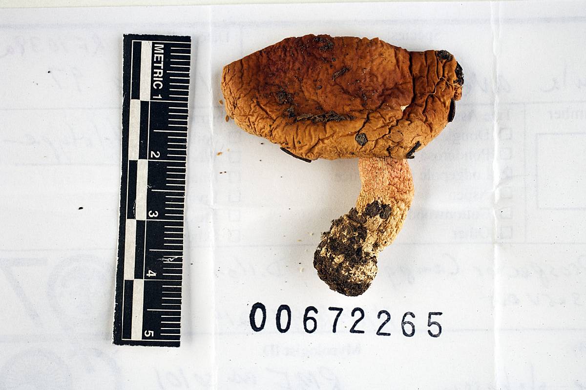 Russula avellaneiceps image