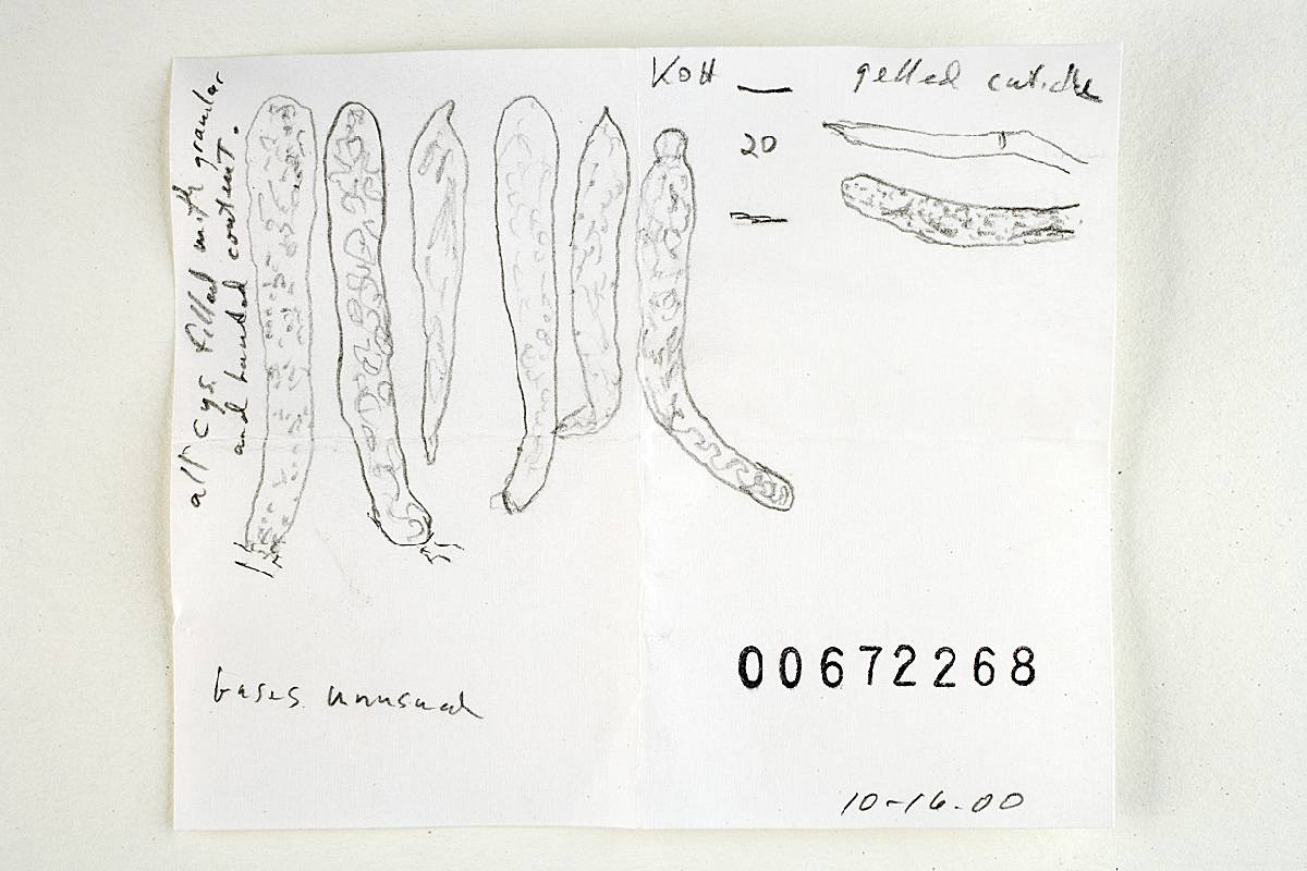 Russula anomala image