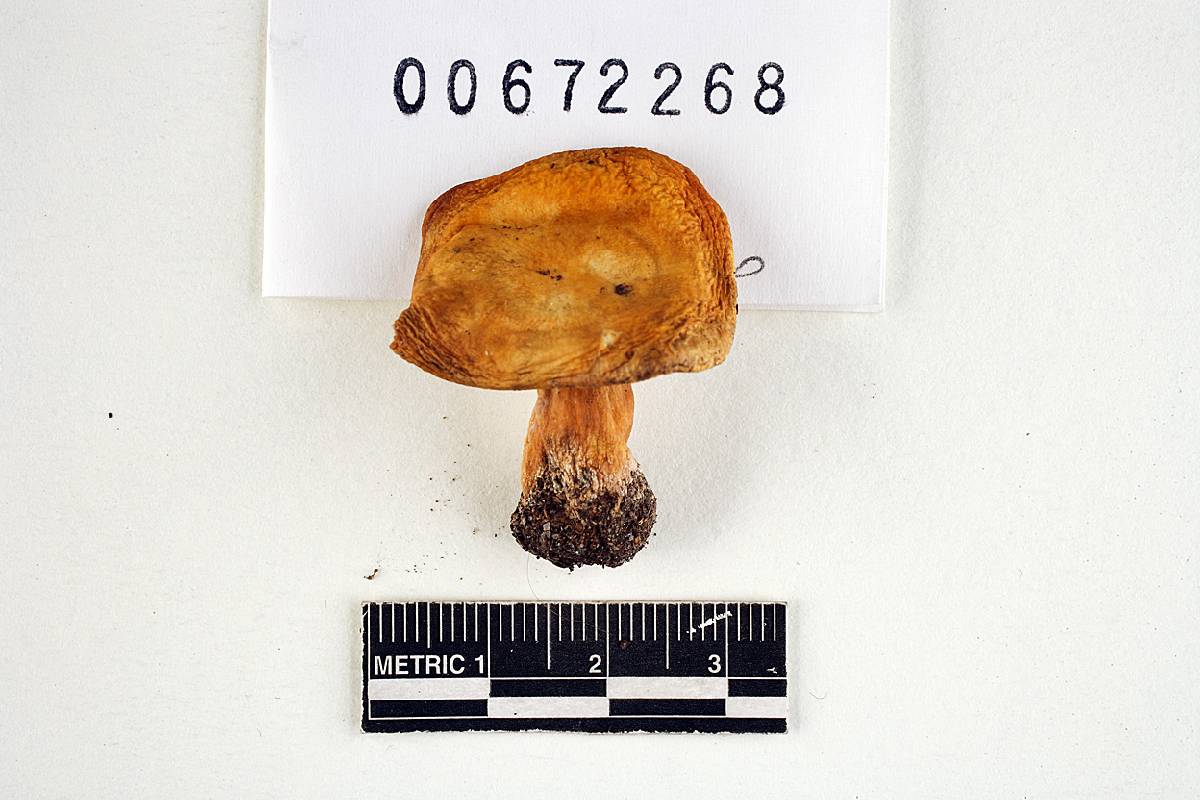 Russula anomala image