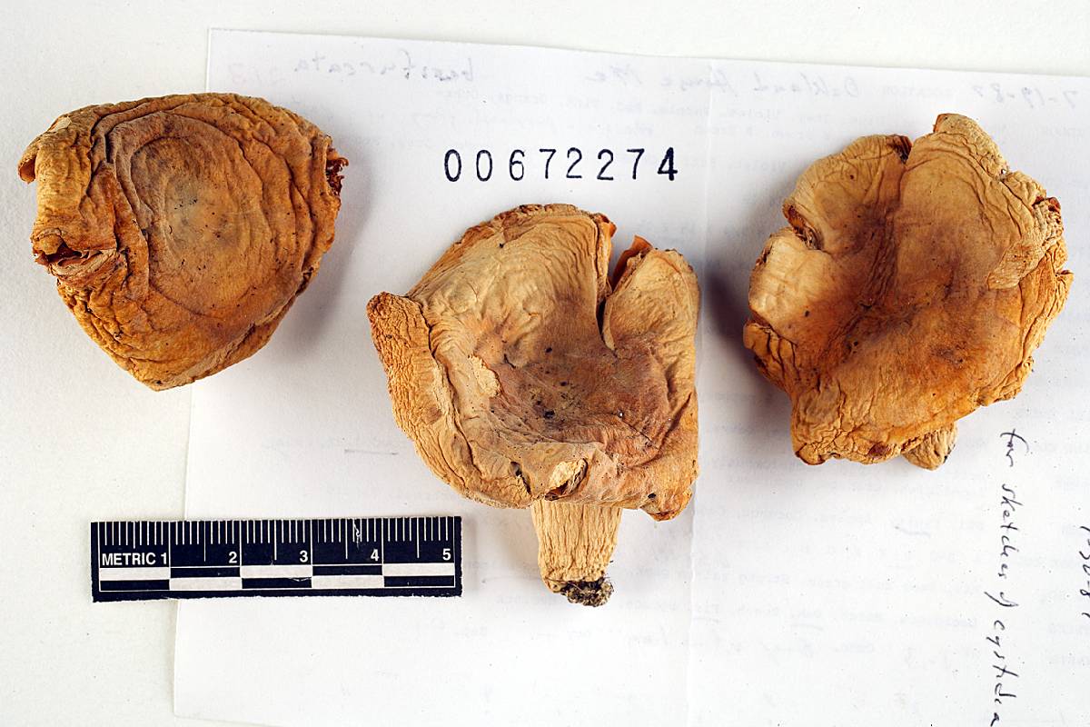 Russula basifurcata image