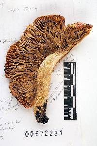 Russula lundellii image