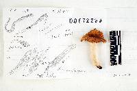 Russula betulina image