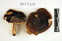 Russula brunneola image