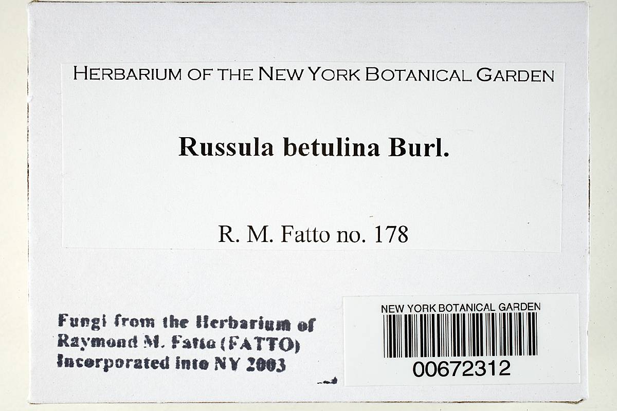 Russula betulina image