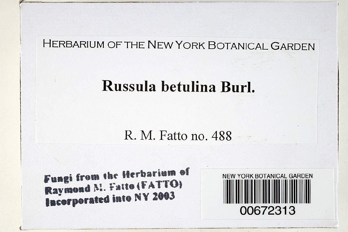 Russula betulina image