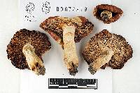 Russula beardslei image