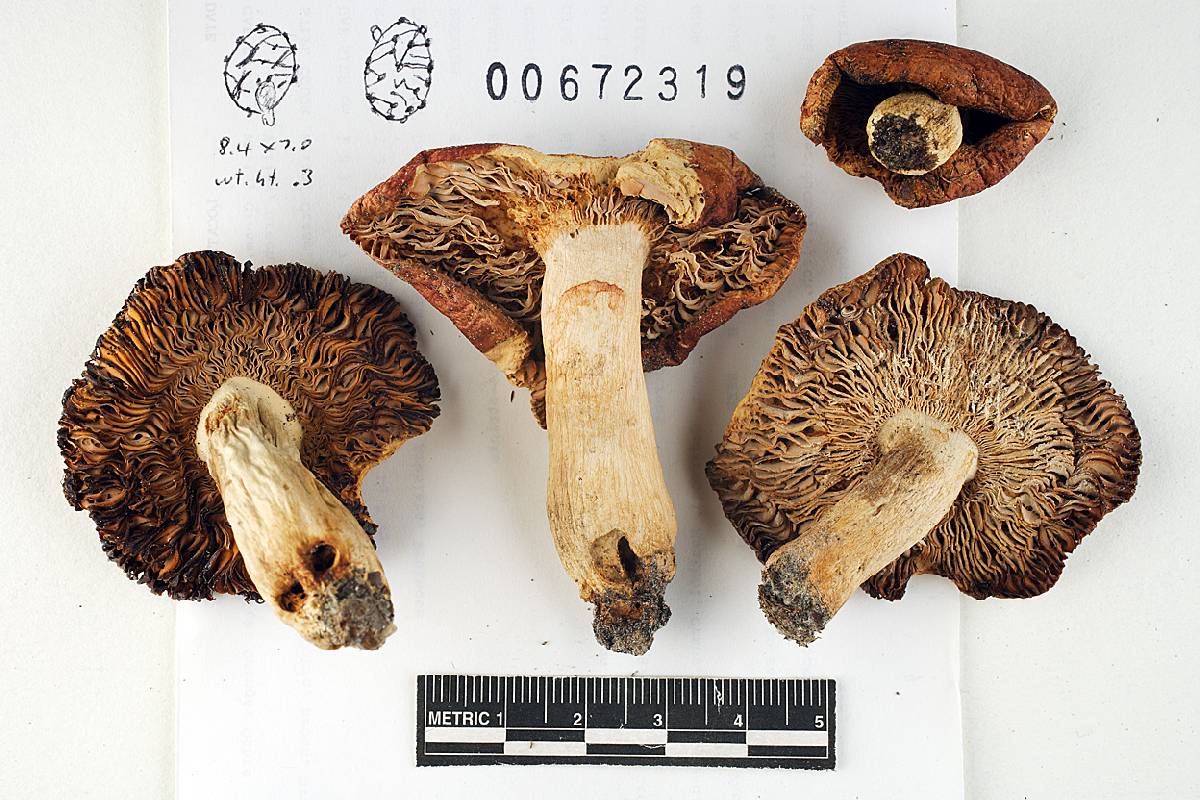 Russula beardslei image