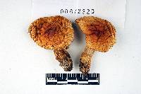 Russula beardslei image