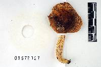 Russula brunneola image