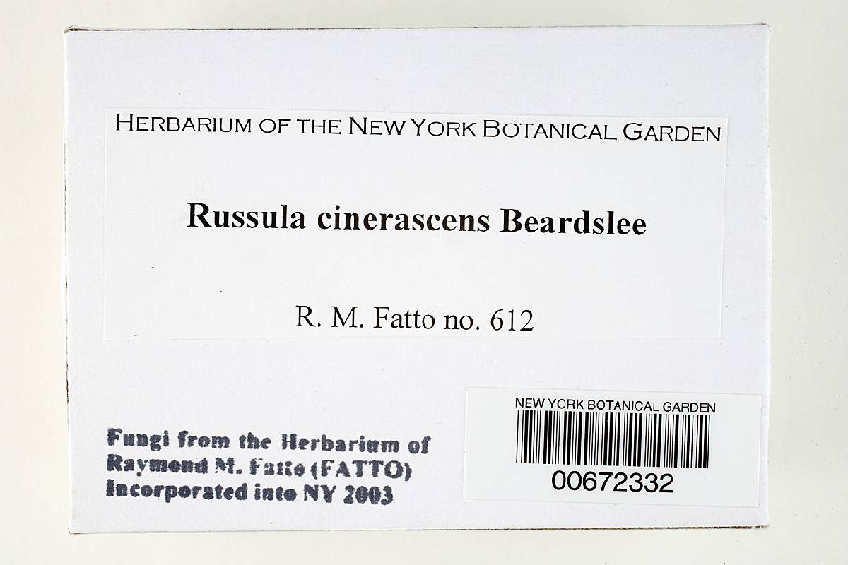 Russula cinerascens image