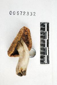 Russula cinerascens image