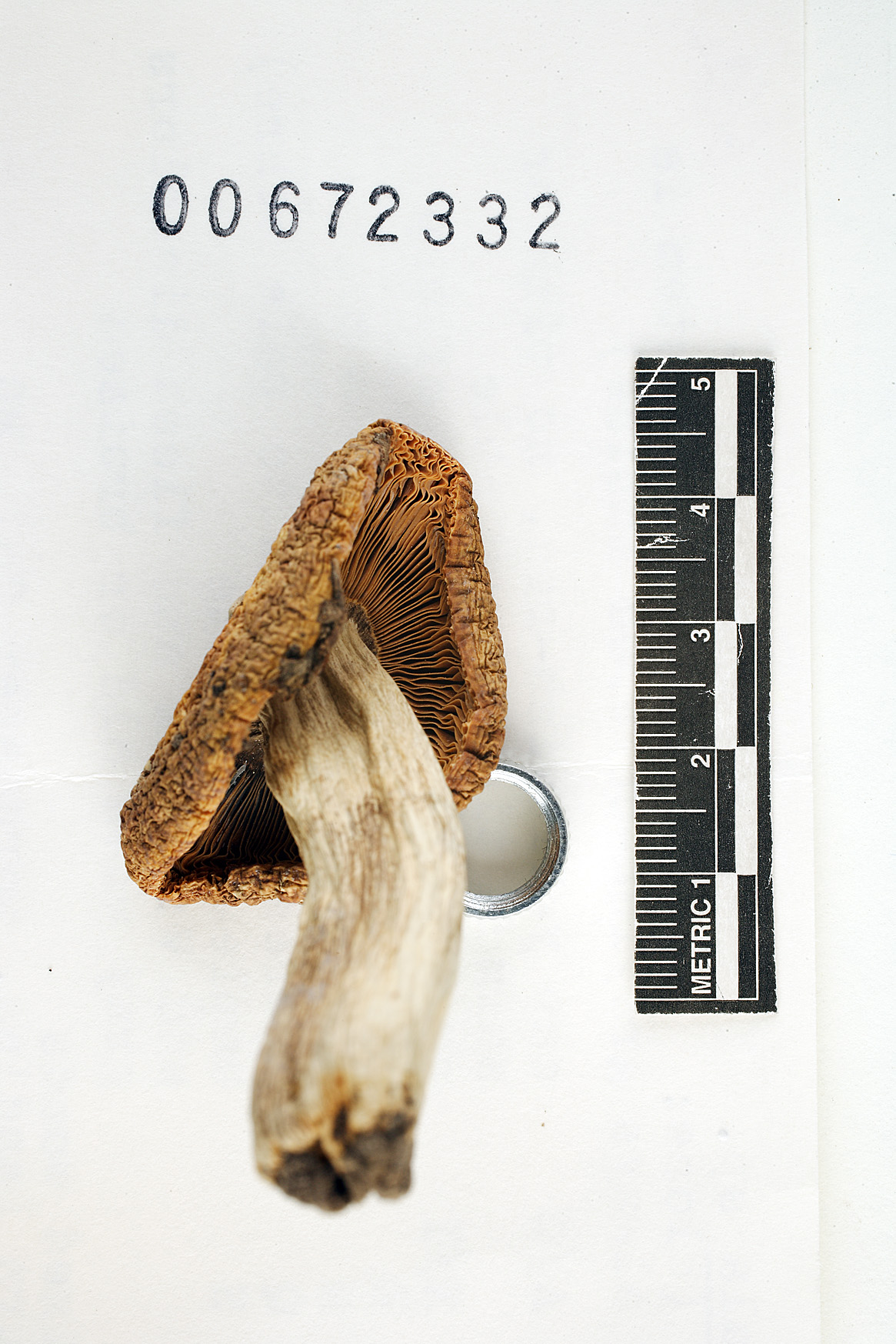 Russula cinerascens image
