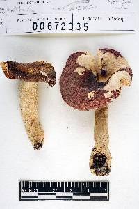 Russula brunneoviolacea image