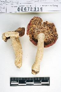 Russula brunneoviolacea image