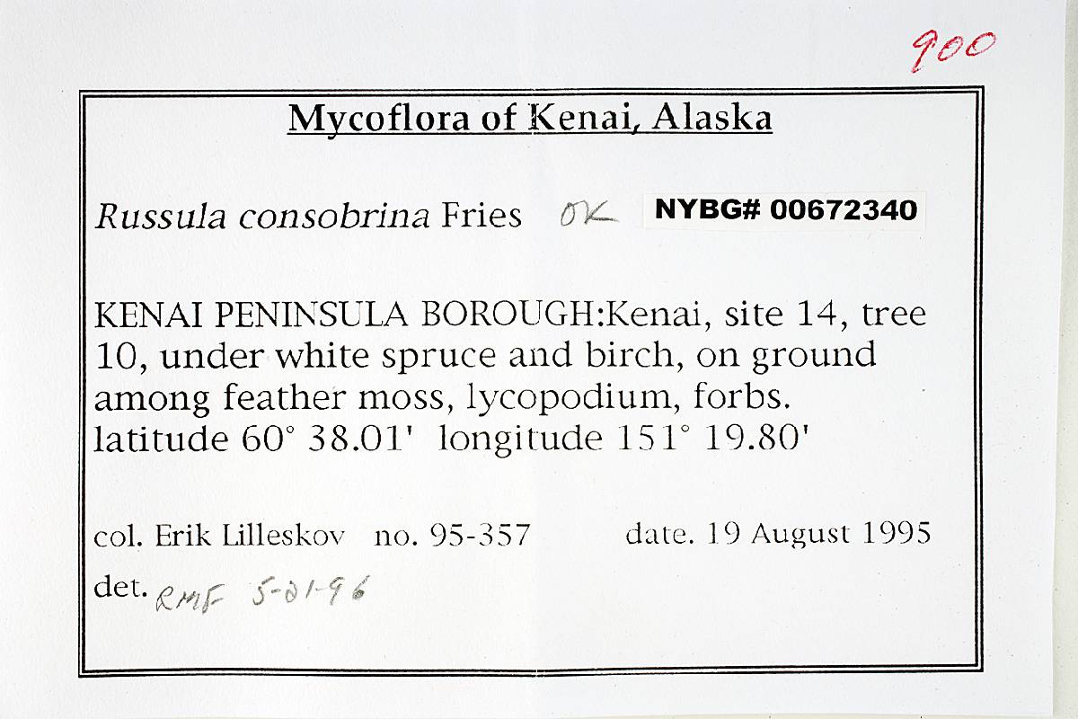 Russula consobrina image