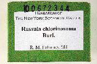 Russula chlorinosma image