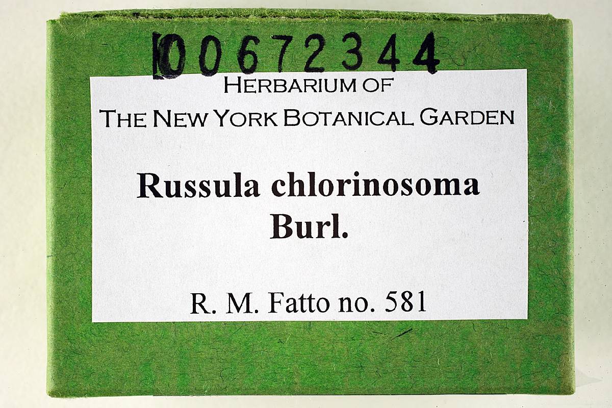 Russula chlorinosma image