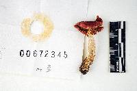 Russula risigallina image