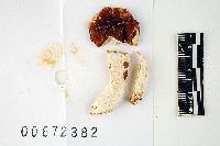 Russula risigallina image