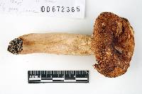 Russula davisii image