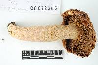 Russula davisii image