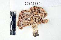 Russula cyanoxantha image