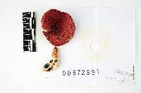 Russula cystidiosa image