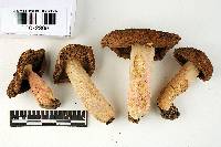 Russula davisii image