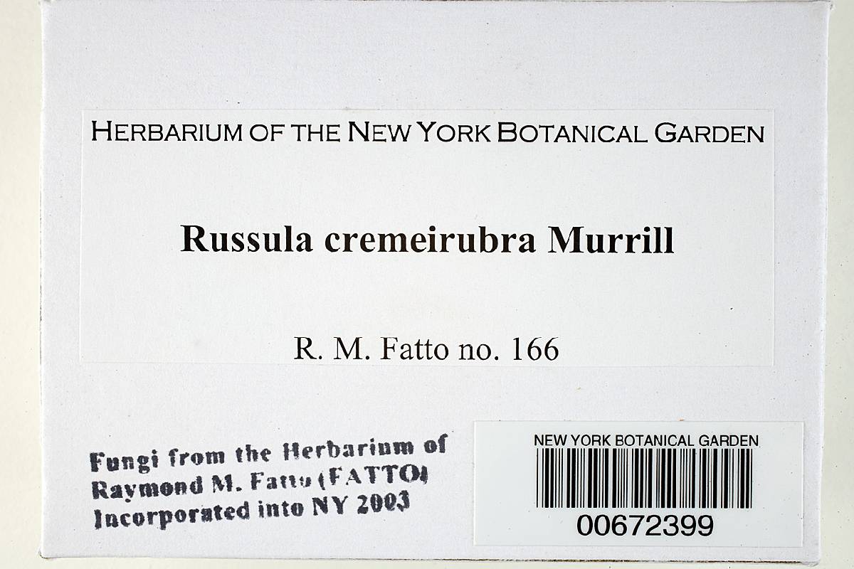 Russula cremeirubra image