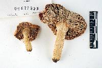 Russula cremeirubra image