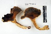 Russula cyanoxantha image