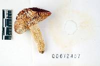 Russula cremeirubra image