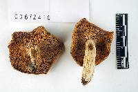 Russula cyanoxantha image