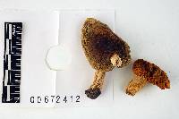 Russula cyanoxantha image