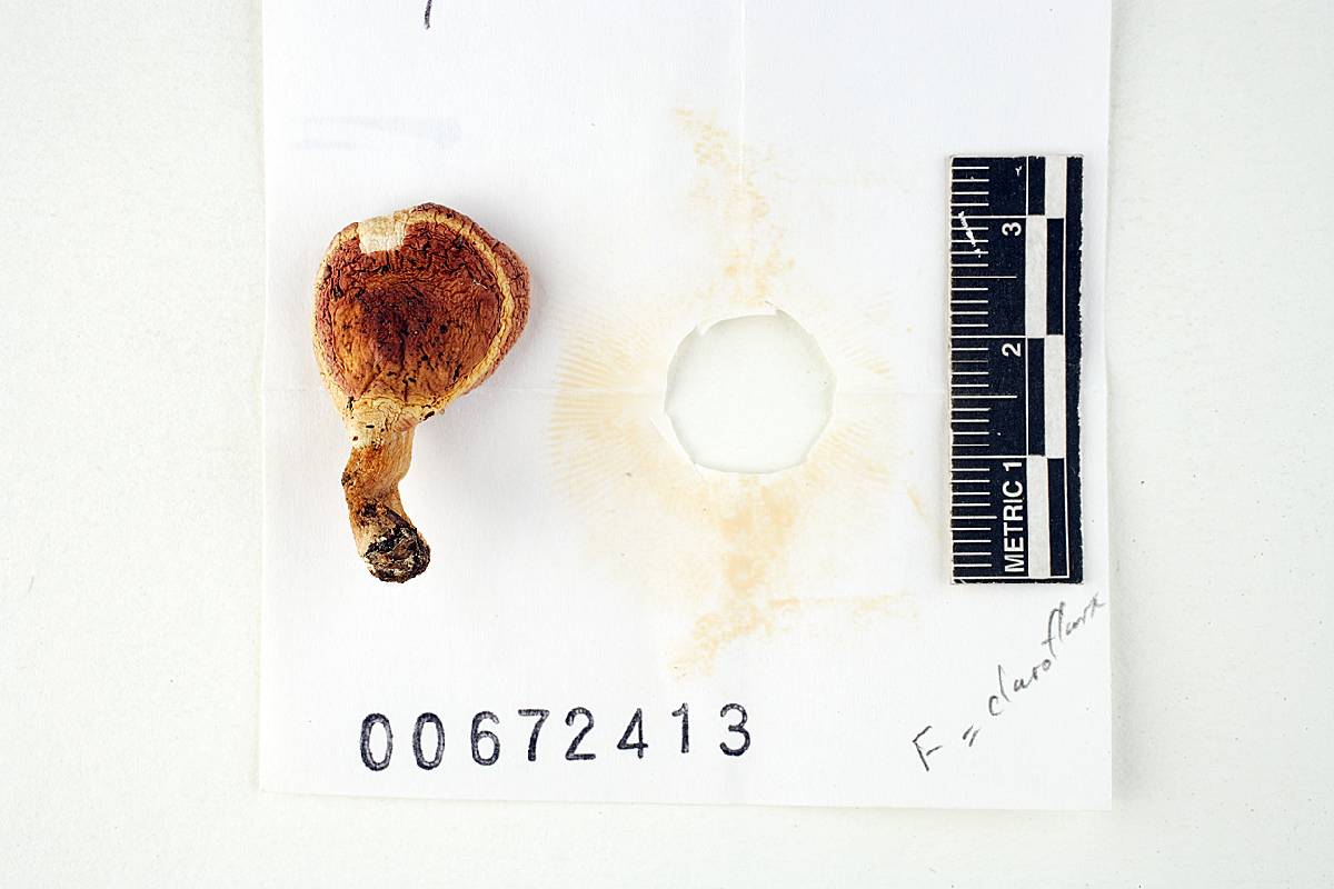 Russula dadmunii image