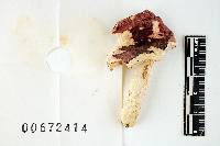 Russula dadmunii image