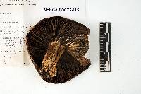 Russula dissimulans image