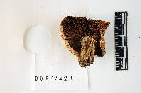 Russula dissimulans image