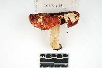 Russula fastigiata image