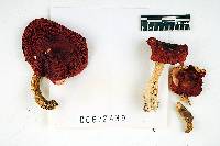 Russula emetica image