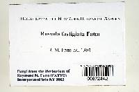 Russula fastigiata image