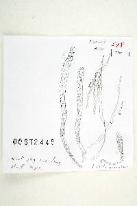 Russula fastigiata image