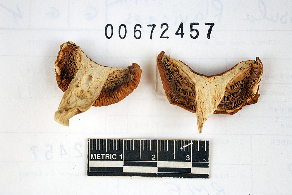 Russula flaviceps image