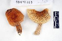 Russula galochroa image